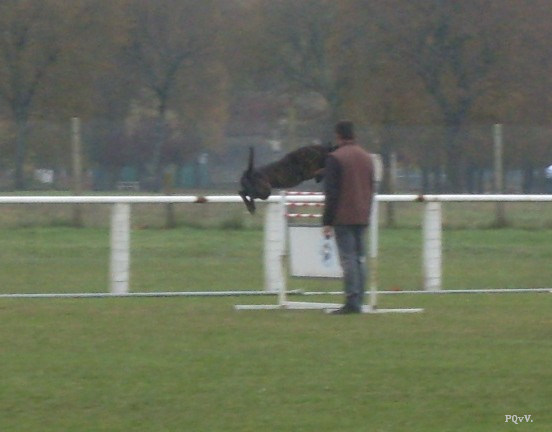  Chabal du Domaine des Sphinx Noirs